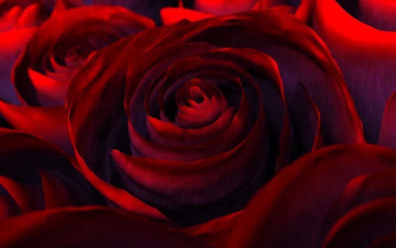 close-up of red roses