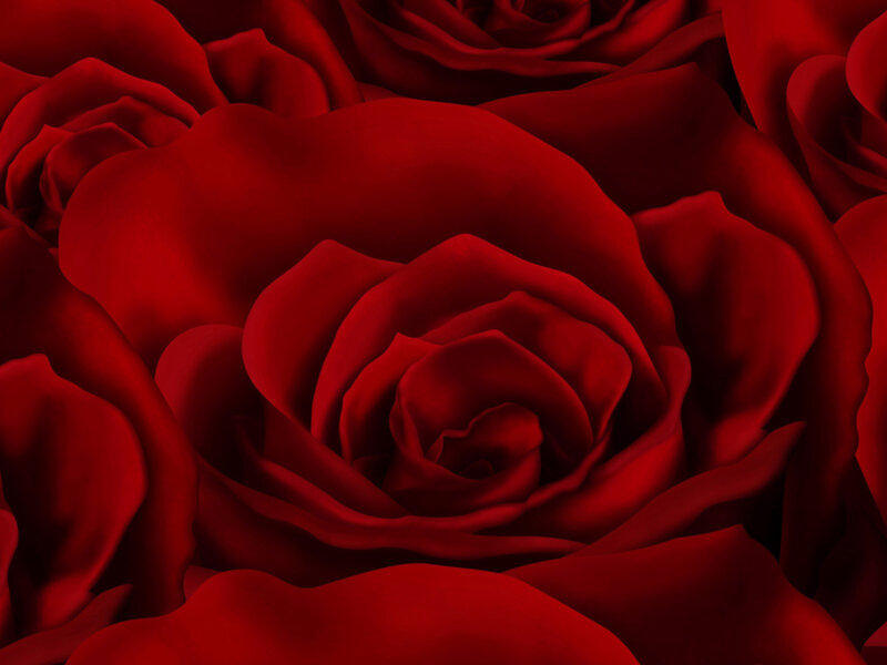 Close-up of red roses