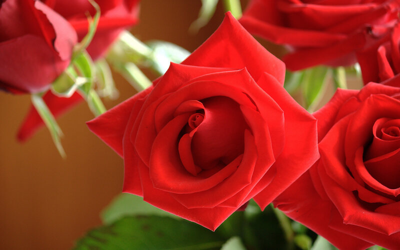 Close-up of red roses