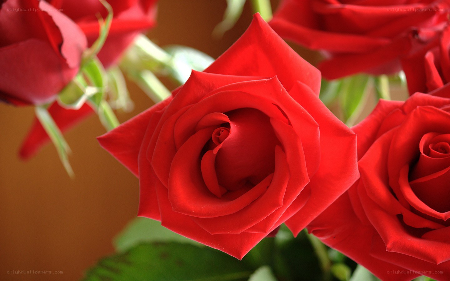 Close-up of red roses