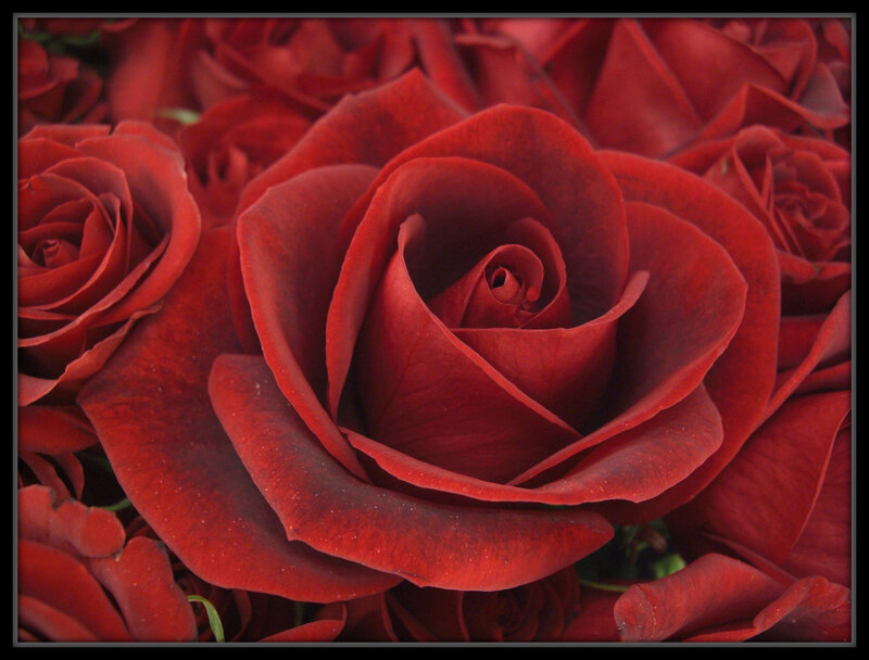 Close-up of red roses