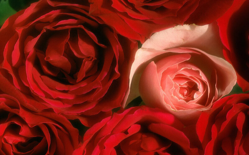 Close-up of red roses