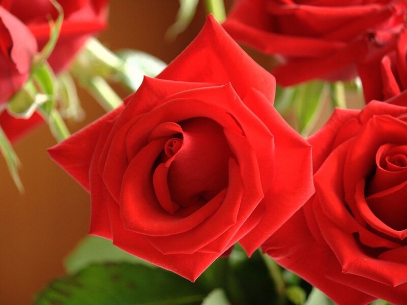 Close-up of red roses