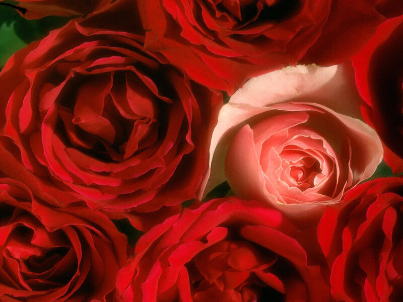 close-up of red roses