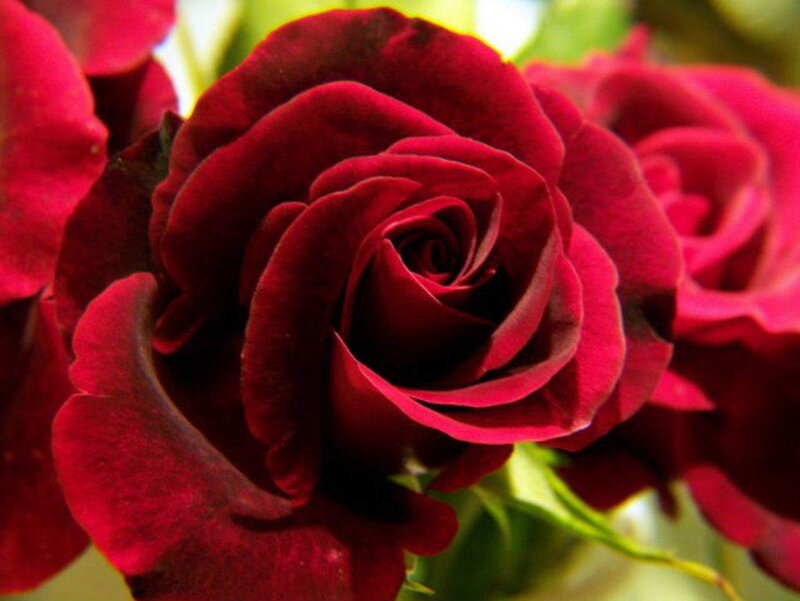 Close-up of red roses