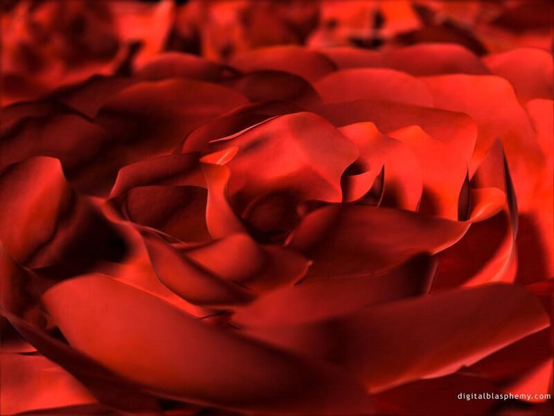 close-up of red roses