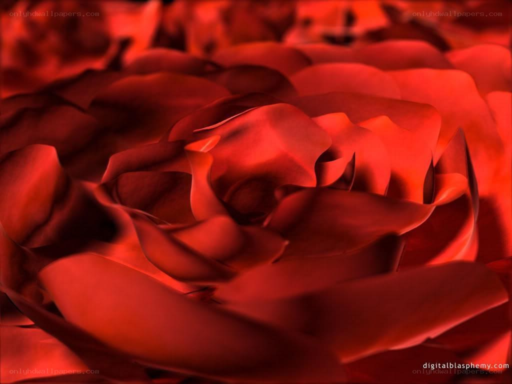 close-up of red roses