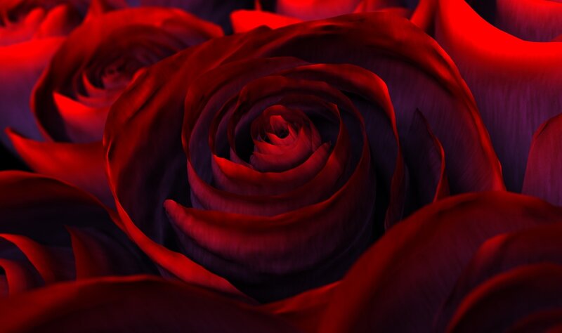 Close-up of red roses