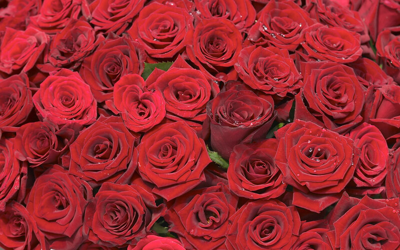 Close-up of red roses
