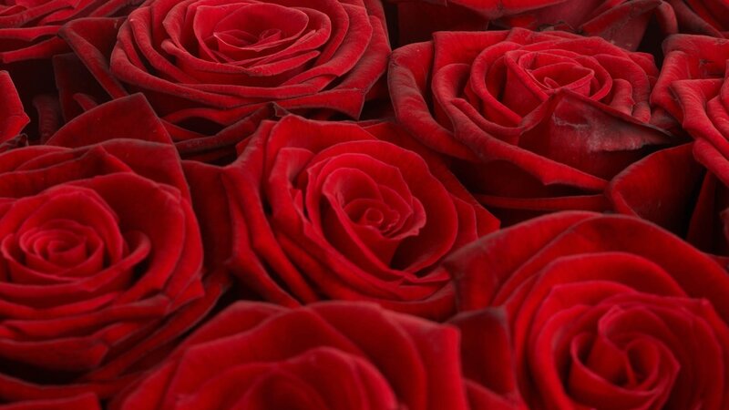 Close-up of red roses