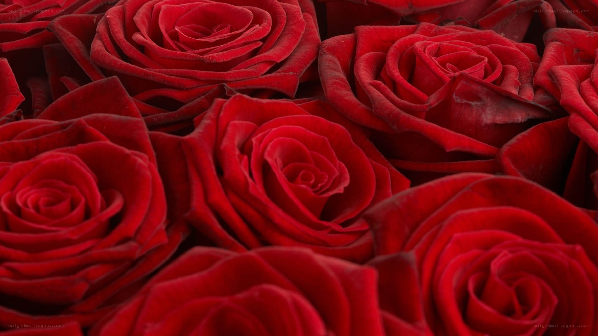 Close-up of red roses