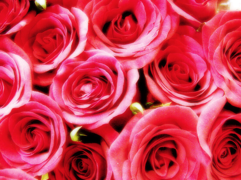 Close-up of Red Roses — Romantic