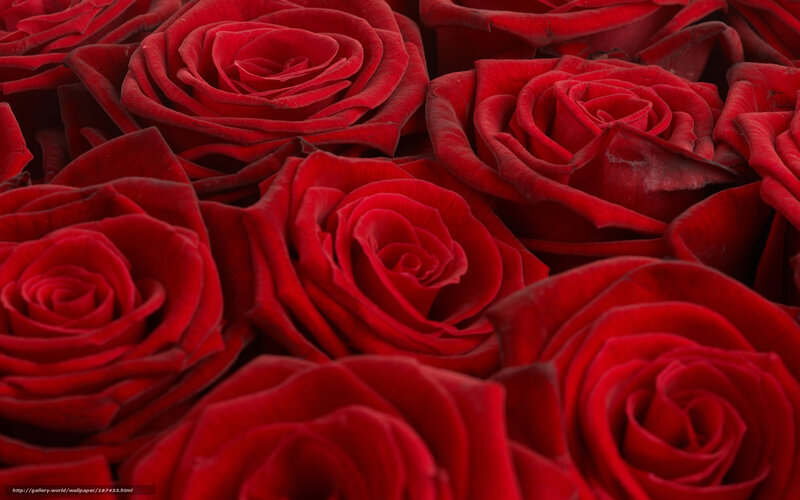 Close-up of red roses