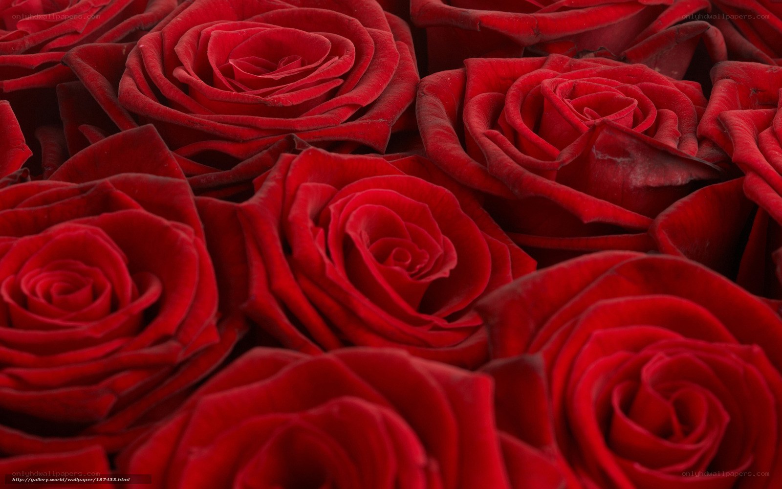 Close-up of red roses
