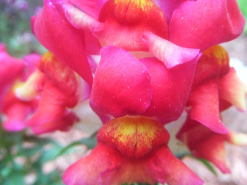Close-up of red snapdragon flowers