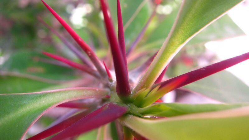 close-up of red-stemmed plant