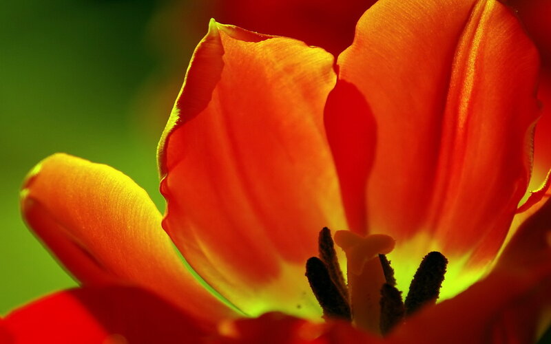Close-up of Red Tulip — Dramatic, Photograph