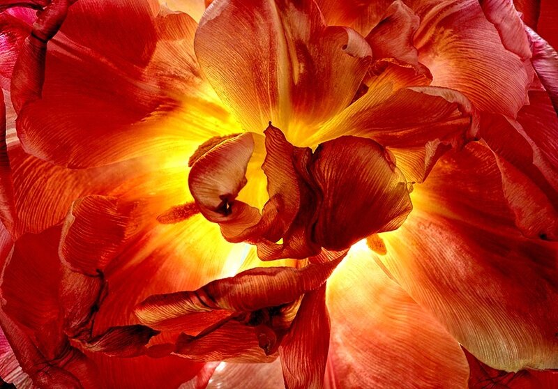 Close-up of Red Tulip — Dramatic