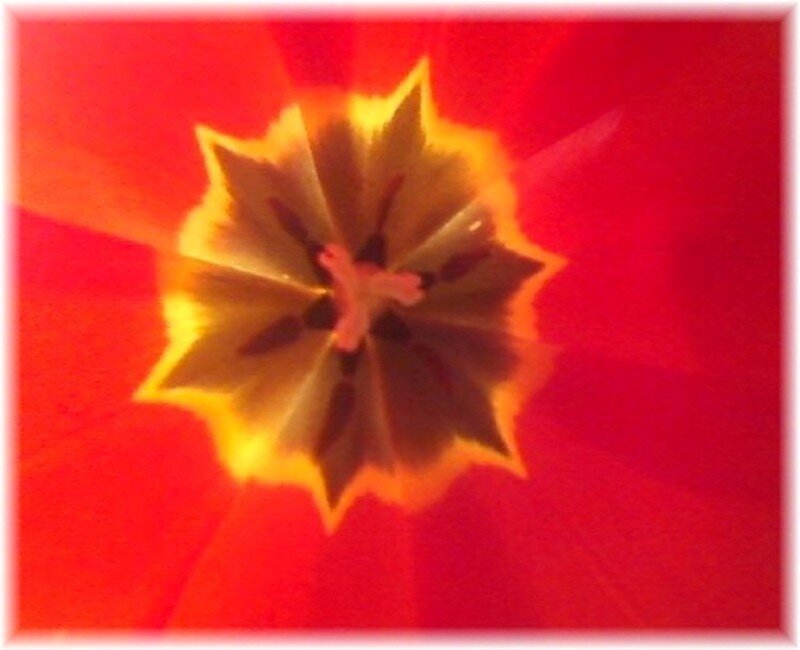 Close-up of Red Tulip