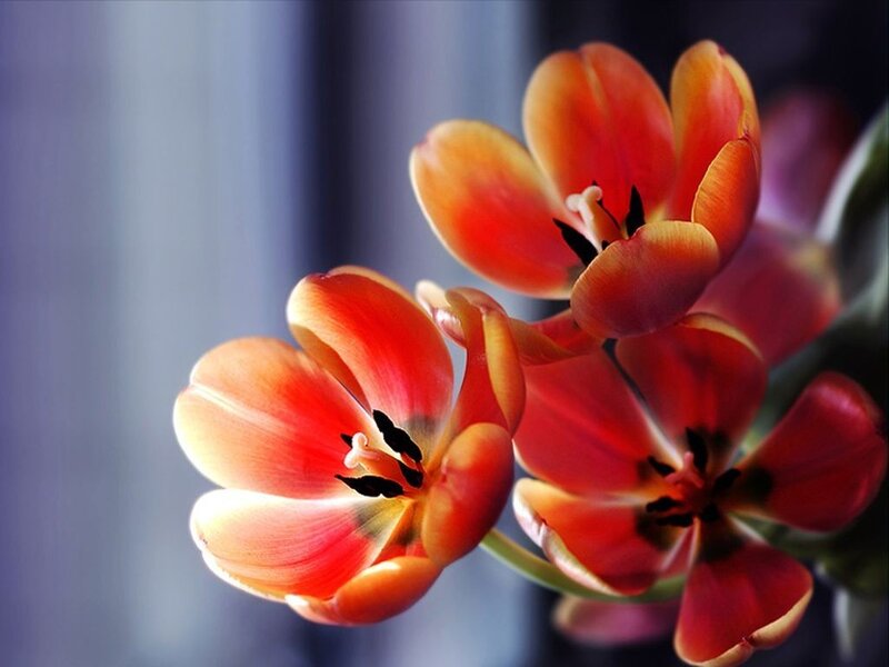 Close-up of red tulips