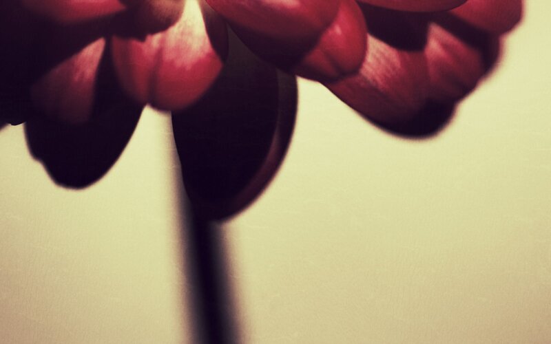 close-up of red tulips