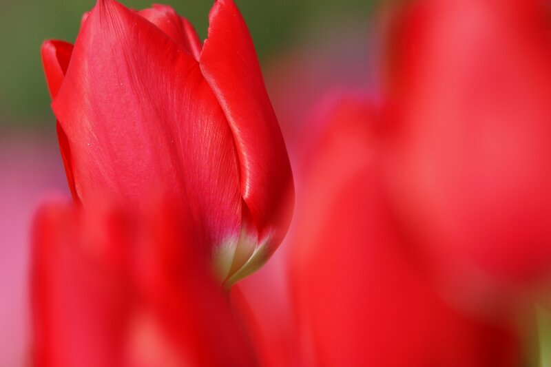 Close-up of red tulips