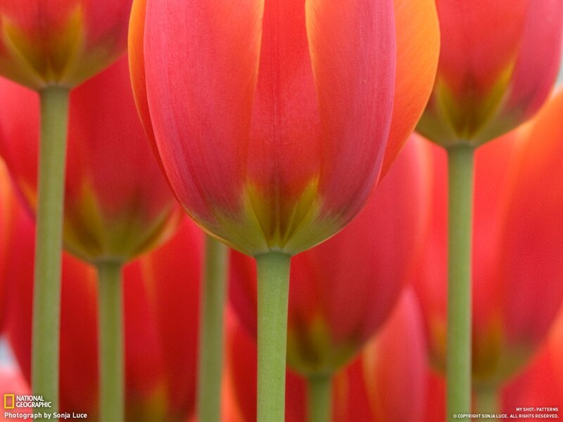 Close-up of red tulips