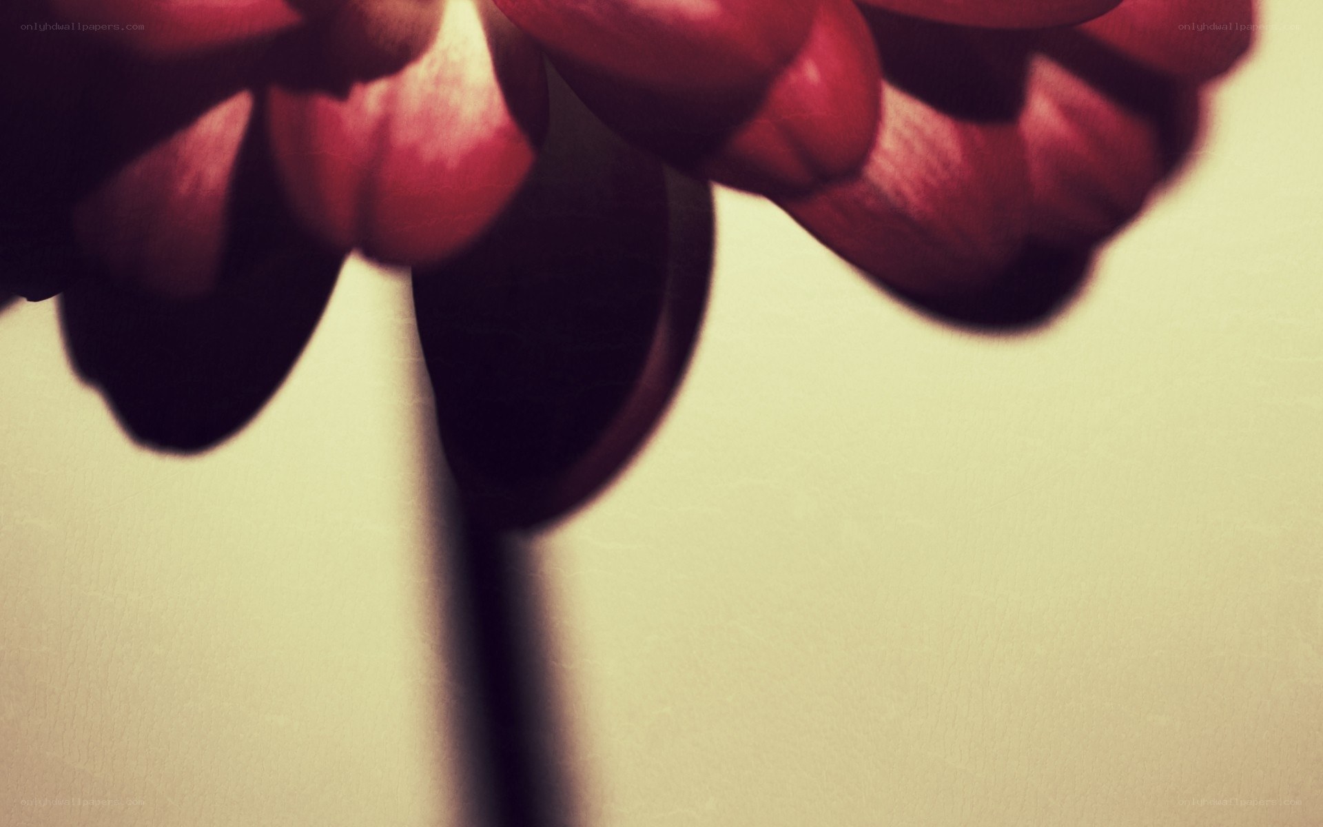 Close-up of red tulips