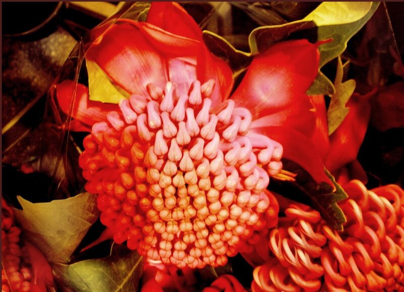 Close-up of red waratah flower