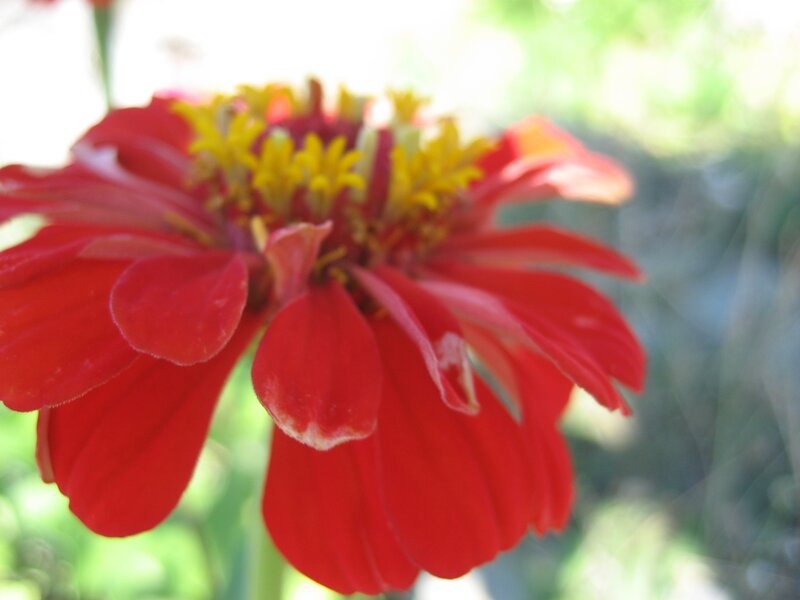 close-up of red zinnia flower