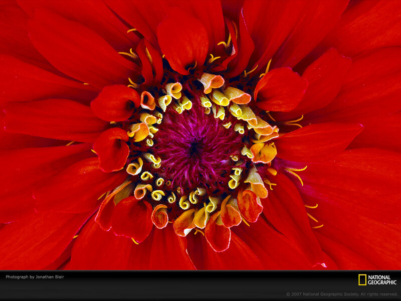 Close-up of Red Zinnia