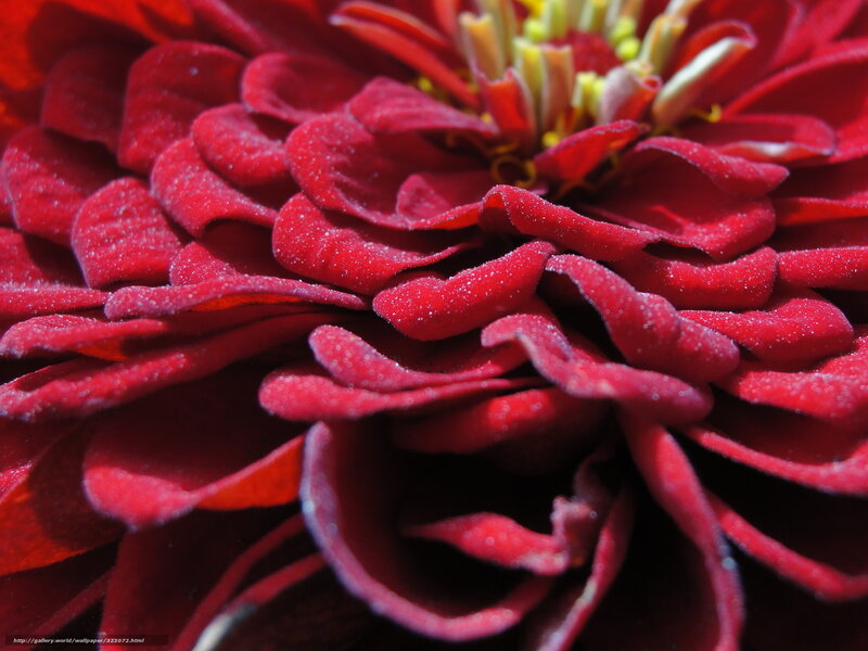 Close-up of Red Zinnia — Vibrant