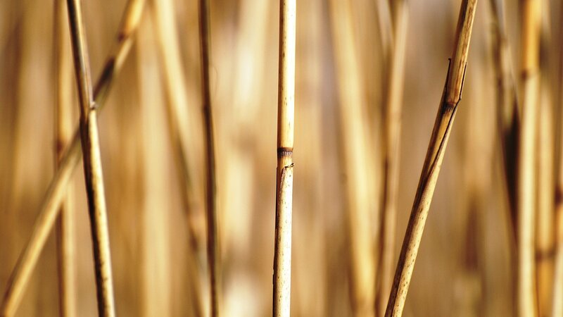 Close-up of reed stalks