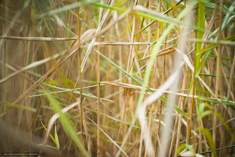 Close-up of reeds in sunlight