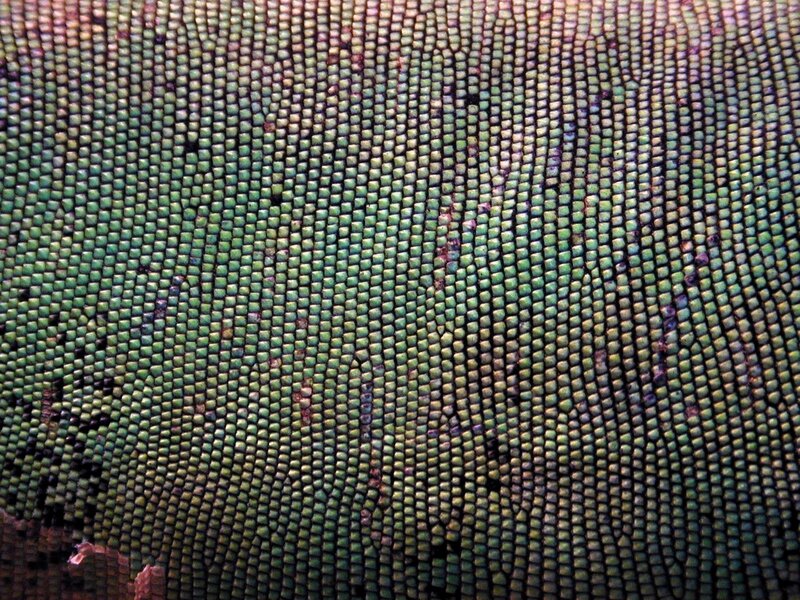 close-up of reptile scales