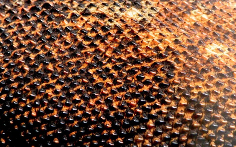 close-up of reptile skin texture