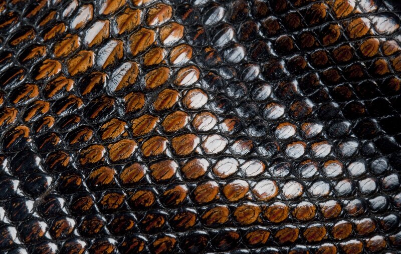 close-up of reptile skin texture