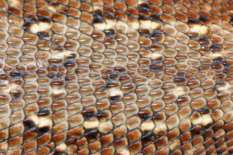 close-up of reptile skin
