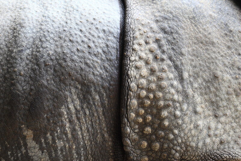 close-up of rhino skin texture