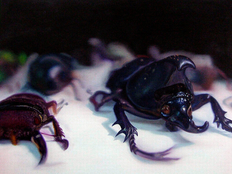 Close-up of rhinoceros beetles