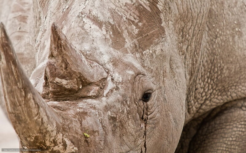 Close-up of Rhinoceros Head