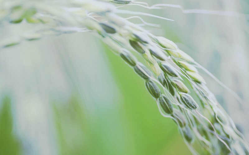 Close-up of Rice Grains
