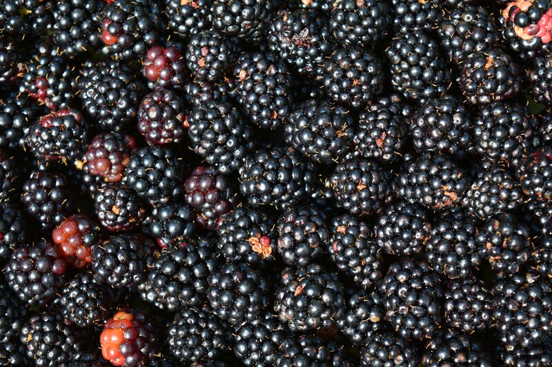 Close-up of ripe blackberries