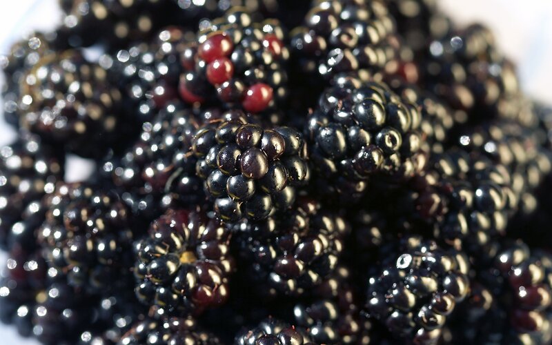 Close-up of ripe blackberries