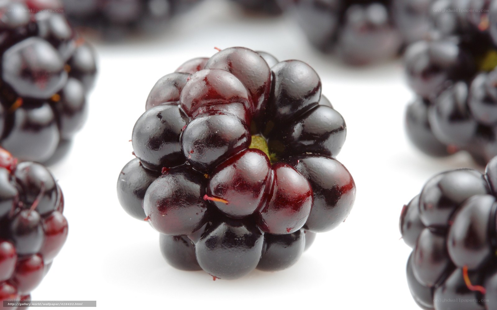 Close-up of ripe blackberries