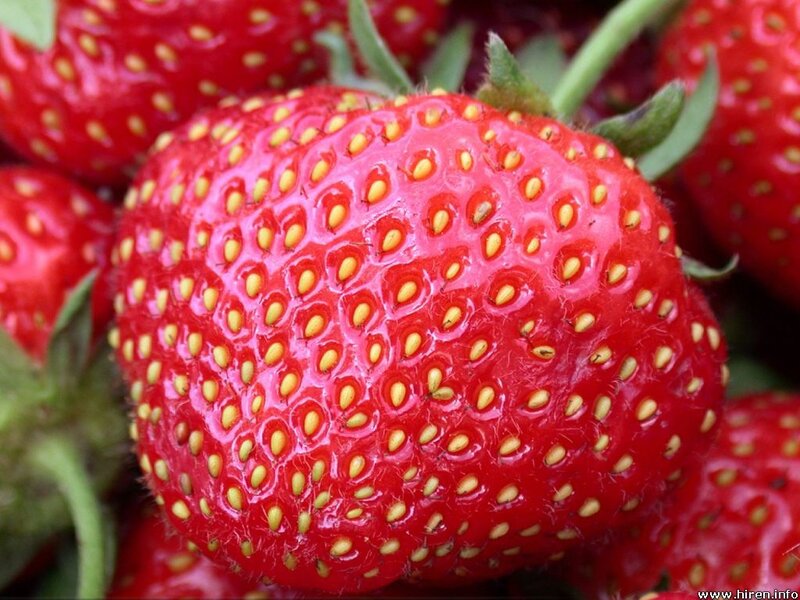 Close-up of Ripe Strawberries — Red