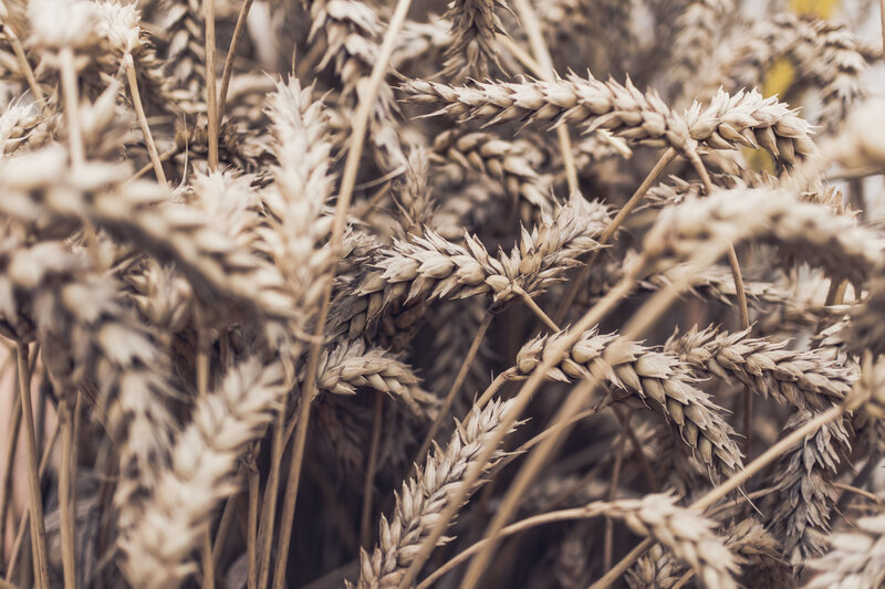 Close-up of ripe wheat ears