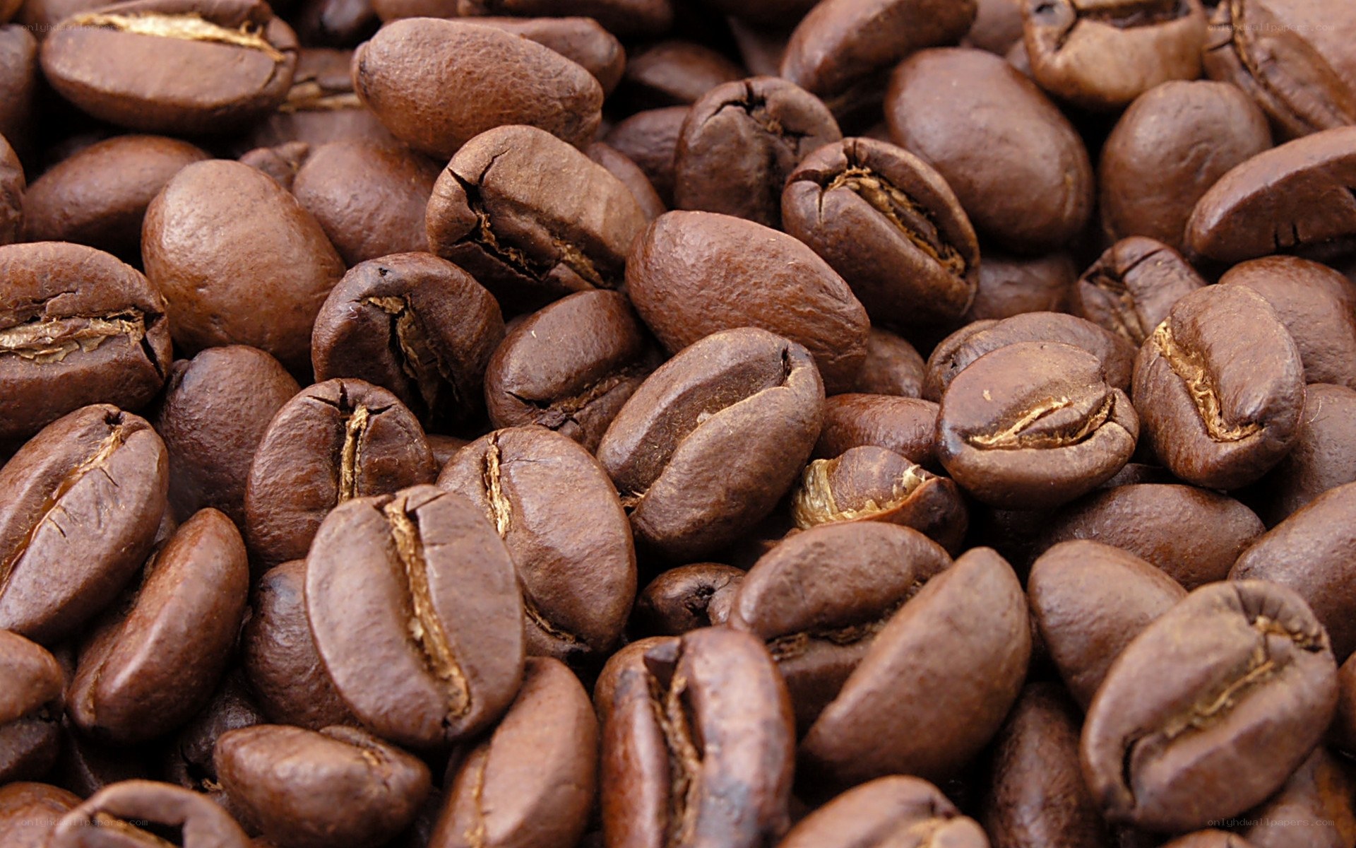 Close-up of roasted coffee beans
