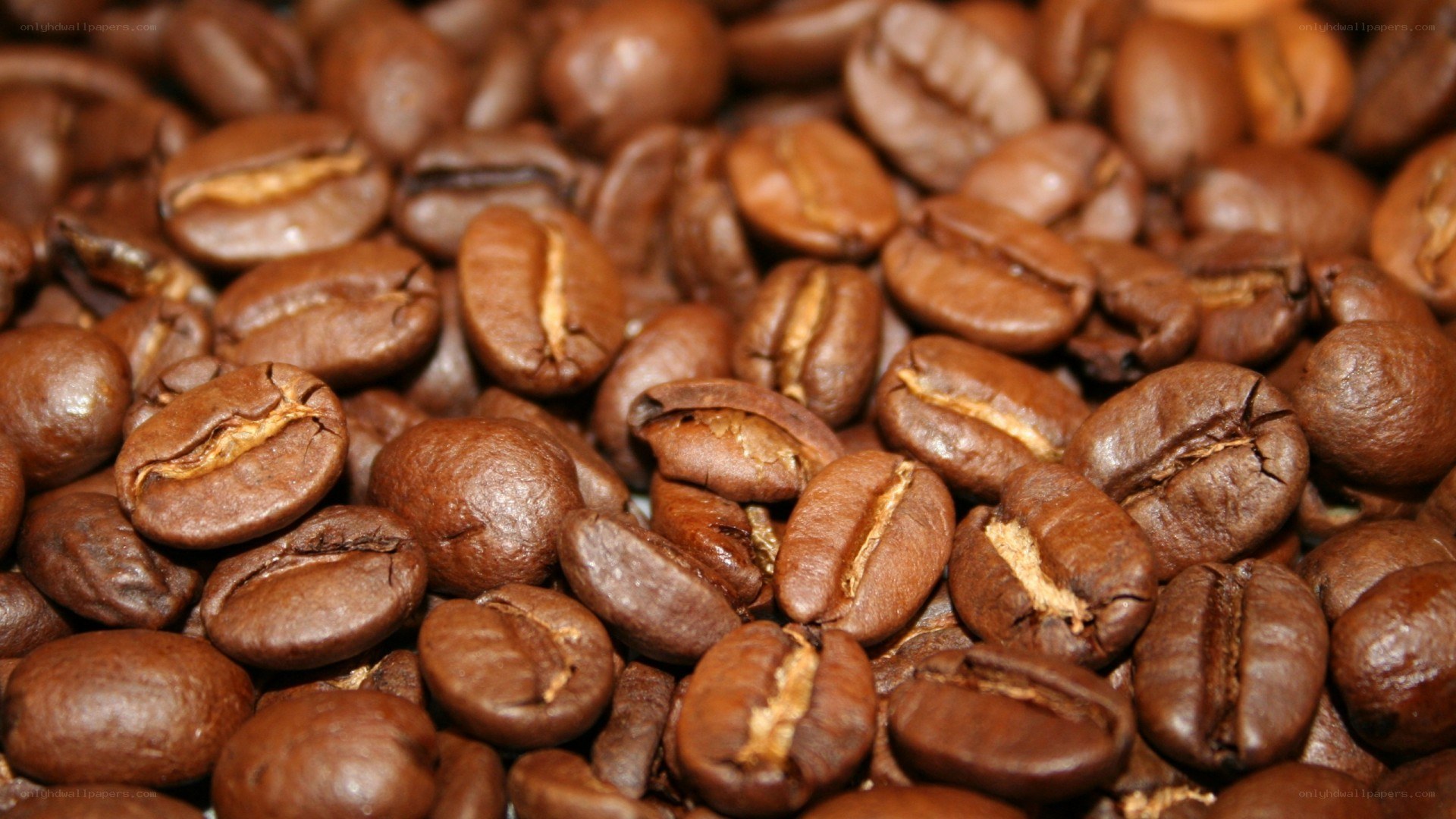 close-up of roasted coffee beans