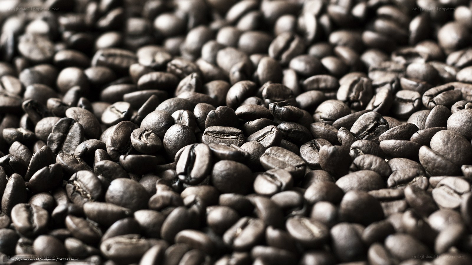 Close-up of roasted coffee beans